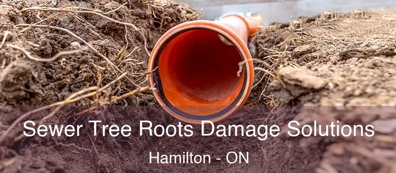  Sewer Tree Roots Damage Solutions Hamilton - ON